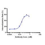 Function:Internalization - Vorsetuzumab Biosimilar - Anti-CD70 Antibody - Low endotoxin, Azide free (A323838) - Antibodies.com