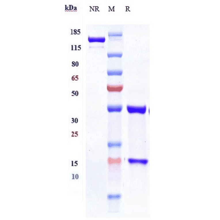 SDS-PAGE - Vunakizumab Biosimilar - Anti-IL-17A Antibody - Low endotoxin, Azide free (A323840) - Antibodies.com