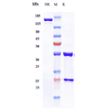 SDS-PAGE - Vunakizumab Biosimilar - Anti-IL-17A Antibody - Low endotoxin, Azide free (A323840) - Antibodies.com