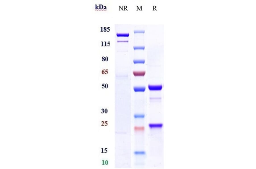 SDS-PAGE - Xentuzumab Biosimilar - Anti-IGF1 Antibody - Low endotoxin, Azide free (A323841) - Antibodies.com