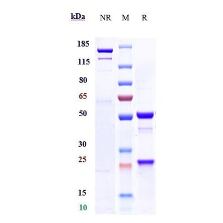 SDS-PAGE - Xentuzumab Biosimilar - Anti-IGF1 Antibody - Low endotoxin, Azide free (A323841) - Antibodies.com