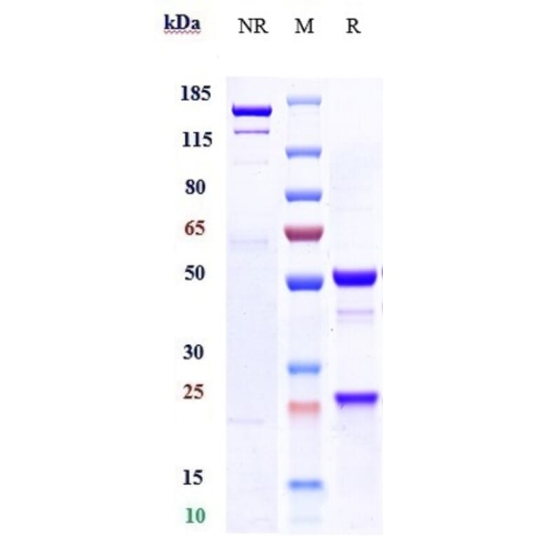 SDS-PAGE - Xentuzumab Biosimilar - Anti-IGF1 Antibody - Low endotoxin, Azide free (A323841) - Antibodies.com