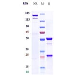 SDS-PAGE - Xentuzumab Biosimilar - Anti-IGF1 Antibody - Low endotoxin, Azide free (A323841) - Antibodies.com