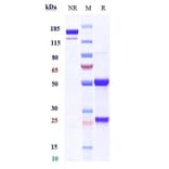 SDS-PAGE - Anti-BST2/Tetherin Antibody [Research Grade Biosimilar] - Low endotoxin, Azide free (A323842) - Antibodies.com
