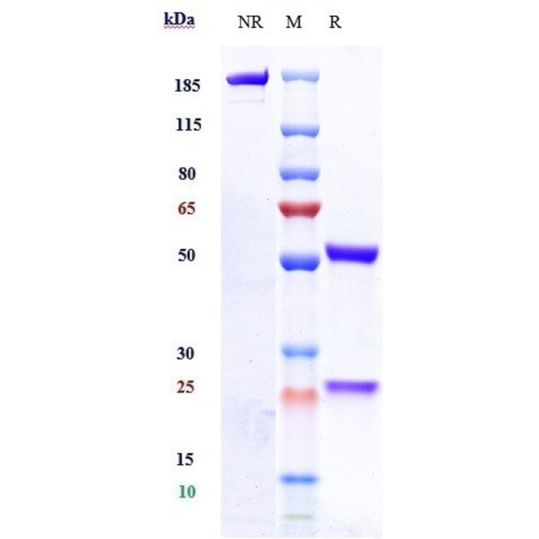 SDS-PAGE - Zagotenemab Biosimilar - Anti-Tau Antibody - Low endotoxin, Azide free (A323843) - Antibodies.com