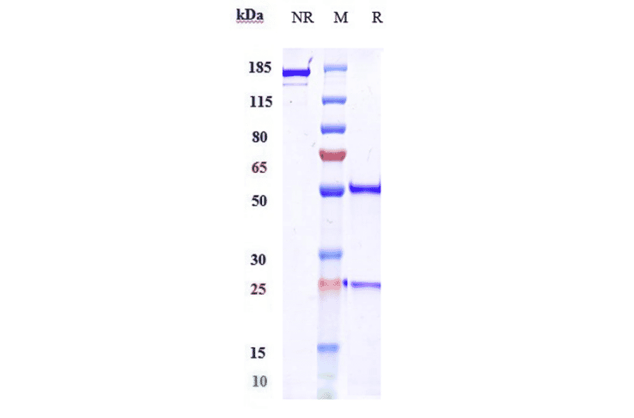SDS-PAGE - Zalifrelimab Biosimilar - Anti-CTLA4 Antibody - Low endotoxin, Azide free (A323844) - Antibodies.com