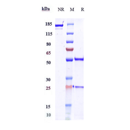 SDS-PAGE - Zalifrelimab Biosimilar - Anti-CTLA4 Antibody - Low endotoxin, Azide free (A323844) - Antibodies.com