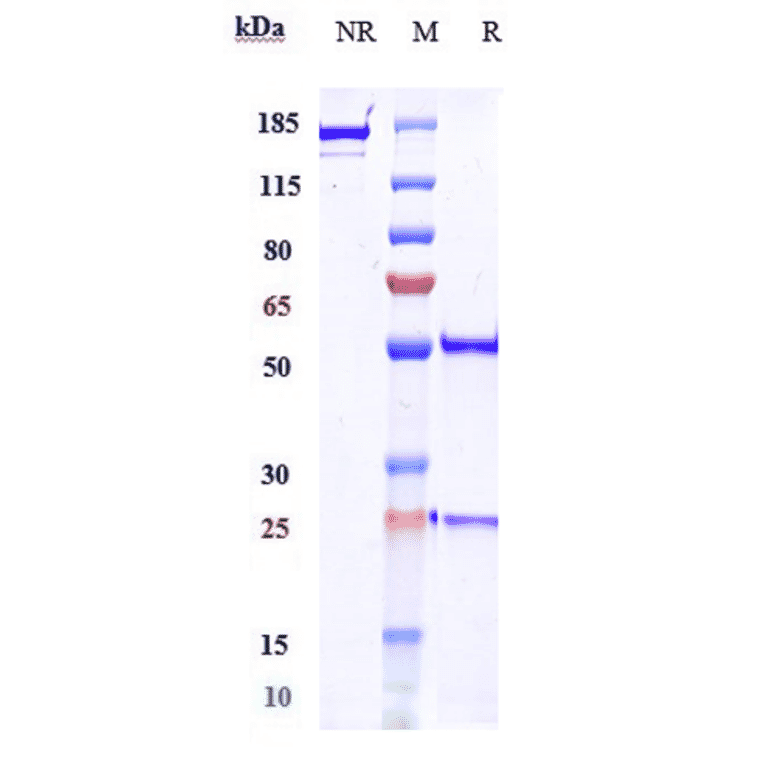 SDS-PAGE - Zalifrelimab Biosimilar - Anti-CTLA4 Antibody - Low endotoxin, Azide free (A323844) - Antibodies.com