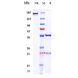 SDS-PAGE - Zalifrelimab Biosimilar - Anti-CTLA4 Antibody - Low endotoxin, Azide free (A323844) - Antibodies.com