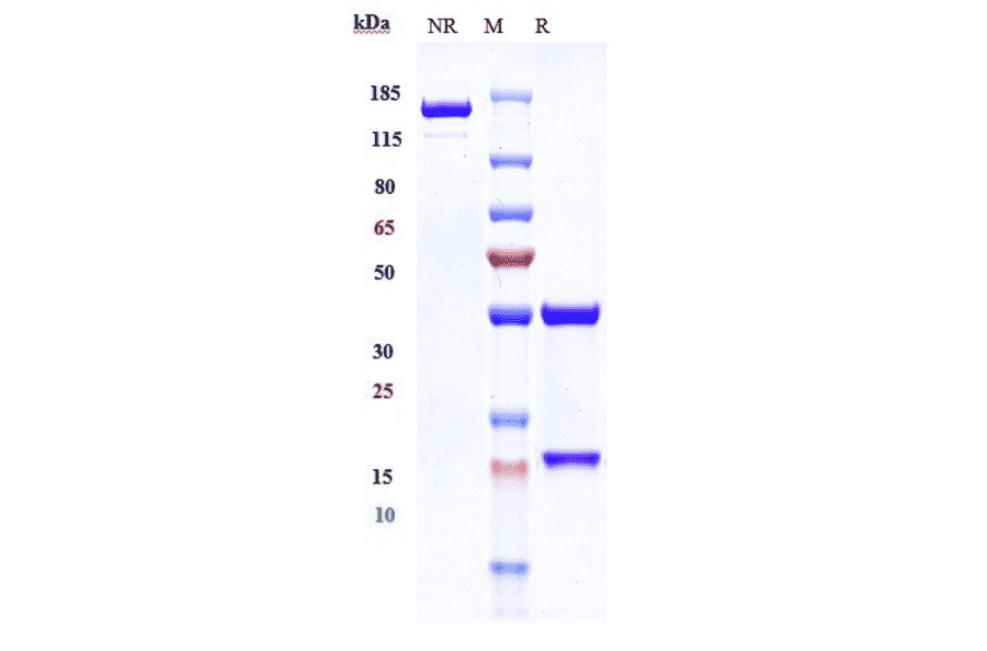 SDS-PAGE - Zalutumumab Biosimilar - Anti-EGFR Antibody - Low endotoxin, Azide free (A323845) - Antibodies.com
