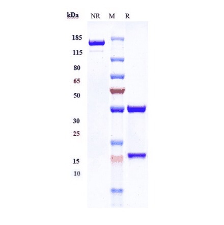 SDS-PAGE - Zalutumumab Biosimilar - Anti-EGFR Antibody - Low endotoxin, Azide free (A323845) - Antibodies.com