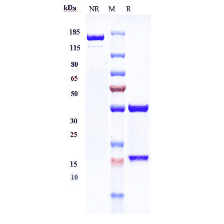 SDS-PAGE - Zalutumumab Biosimilar - Anti-EGFR Antibody - Low endotoxin, Azide free (A323845) - Antibodies.com