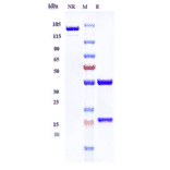 SDS-PAGE - Zalutumumab Biosimilar - Anti-EGFR Antibody - Low endotoxin, Azide free (A323845) - Antibodies.com