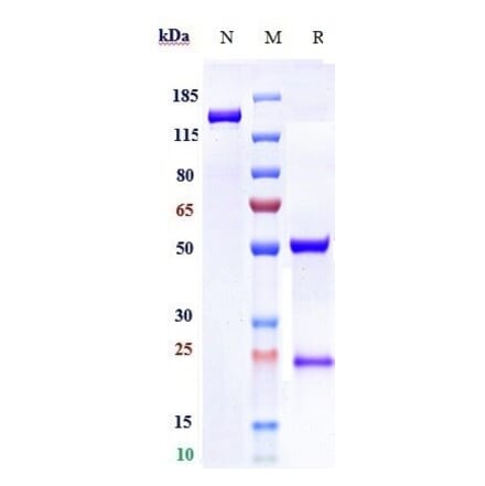 SDS-PAGE - Zansecimab Biosimilar - Anti-Angiopoietin 2/ANG2 Antibody - Low endotoxin, Azide free (A323848) - Antibodies.com