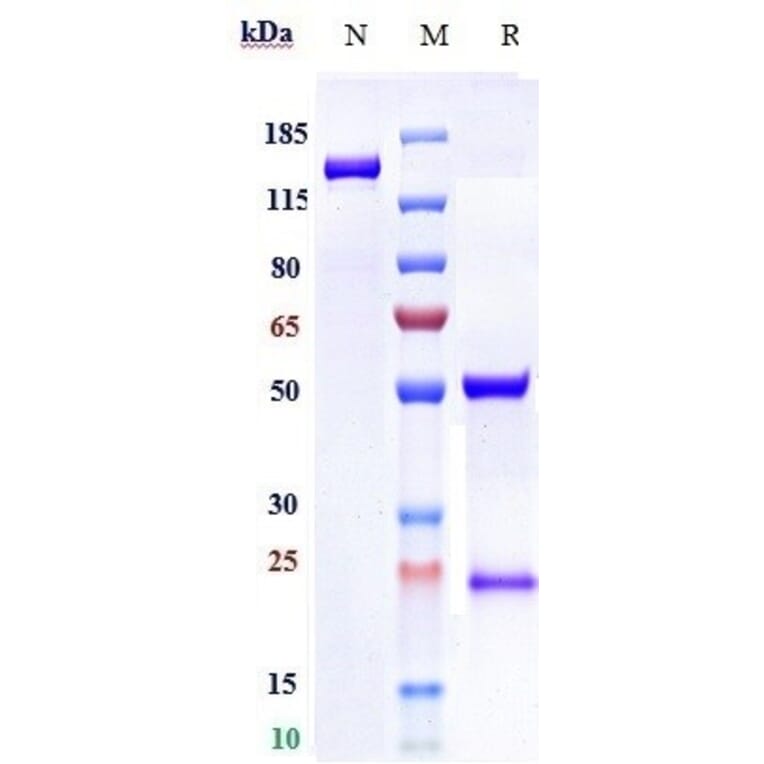SDS-PAGE - Zansecimab Biosimilar - Anti-Angiopoietin 2/ANG2 Antibody - Low endotoxin, Azide free (A323848) - Antibodies.com