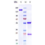 SDS-PAGE - Zansecimab Biosimilar - Anti-Angiopoietin 2/ANG2 Antibody - Low endotoxin, Azide free (A323848) - Antibodies.com