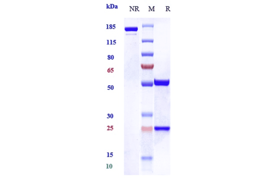 SDS-PAGE - Zelminemab Biosimilar - Anti-PACAP Receptor/ADCYAP1R1 Antibody - Low endotoxin, Azide free (A323849) - Antibodies.com
