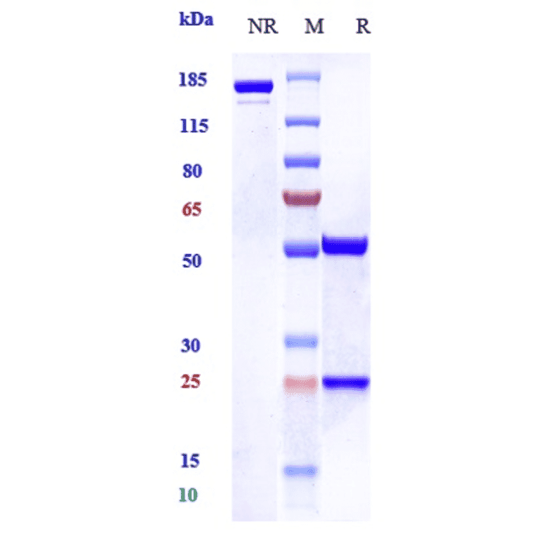 SDS-PAGE - Zelminemab Biosimilar - Anti-PACAP Receptor/ADCYAP1R1 Antibody - Low endotoxin, Azide free (A323849) - Antibodies.com