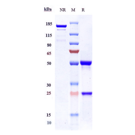 SDS-PAGE - Ziltivekimab Biosimilar - Anti-IL-6 Antibody - Low endotoxin, Azide free (A323852) - Antibodies.com