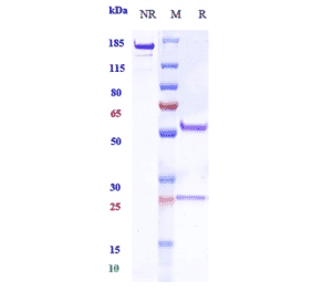 SDS-PAGE - Zimberelimab Biosimilar - Anti-PD1 Antibody - Low endotoxin, Azide free (A323853) - Antibodies.com