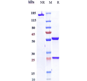SDS-PAGE - Zolbetuximab Biosimilar - Anti-Claudin18 Antibody - Low endotoxin, Azide free (A323855) - Antibodies.com