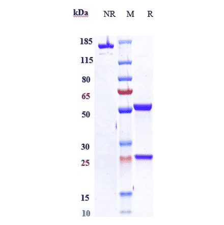 SDS-PAGE - Zolbetuximab Biosimilar - Anti-Claudin18 Antibody - Low endotoxin, Azide free (A323855) - Antibodies.com
