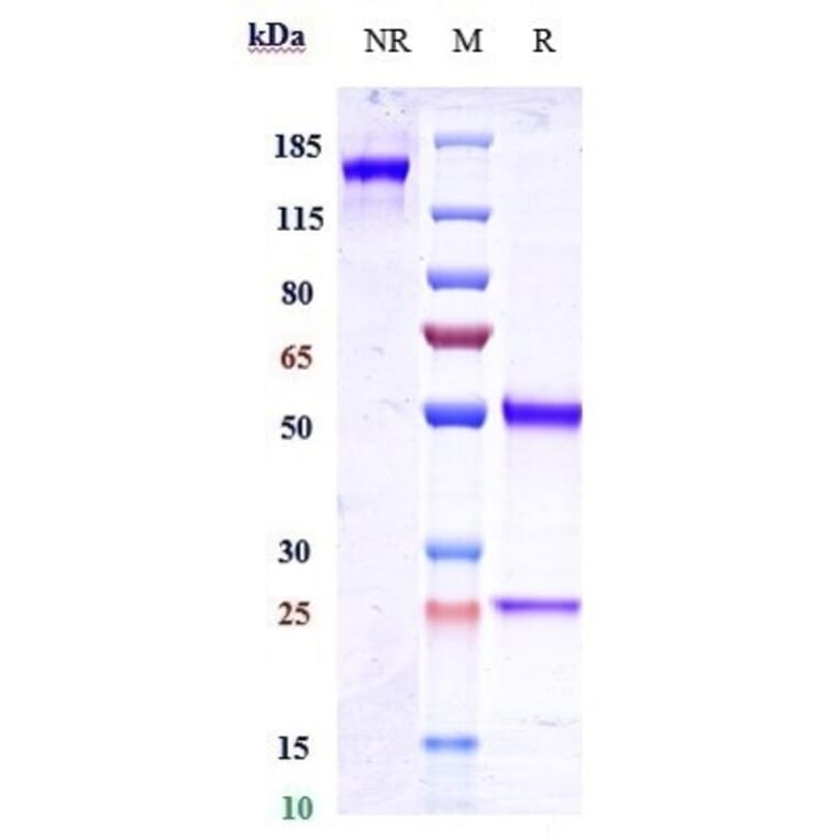 SDS-PAGE - Zuberitamab Biosimilar - Anti-CD20 Antibody - Low endotoxin, Azide free (A323856) - Antibodies.com