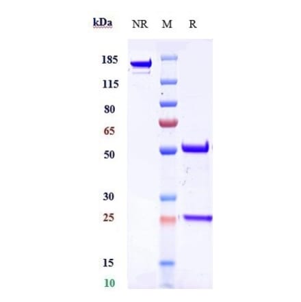 SDS-PAGE - Anti-KAAG1 Antibody [3A4] - Low endotoxin, Azide free (A323857) - Antibodies.com