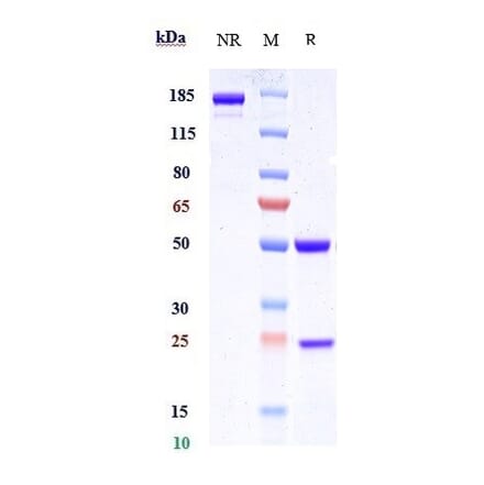 SDS-PAGE - Anti-c-Kit Antibody [CDX-0158] - Low endotoxin, Azide free (A323860) - Antibodies.com