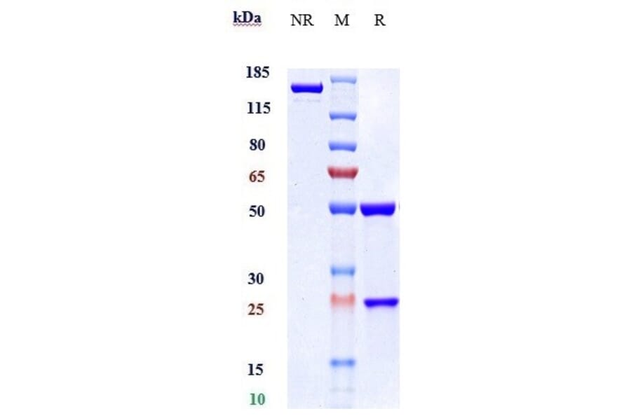 SDS-PAGE - Anti-IL2 Receptor beta/p75 Antibody [Research Grade Biosimilar] - Low endotoxin, Azide free (A323862) - Antibodies.com