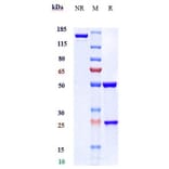 SDS-PAGE - Anti-IL2 Receptor beta/p75 Antibody [Research Grade Biosimilar] - Low endotoxin, Azide free (A323862) - Antibodies.com