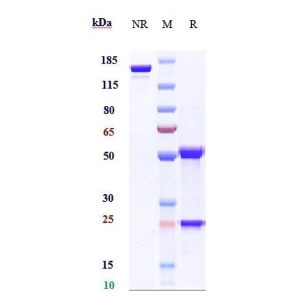 SDS-PAGE - Anti-Melanoma gp100 Antibody [Research Grade Biosimilar] - Low endotoxin, Azide free (A323864) - Antibodies.com