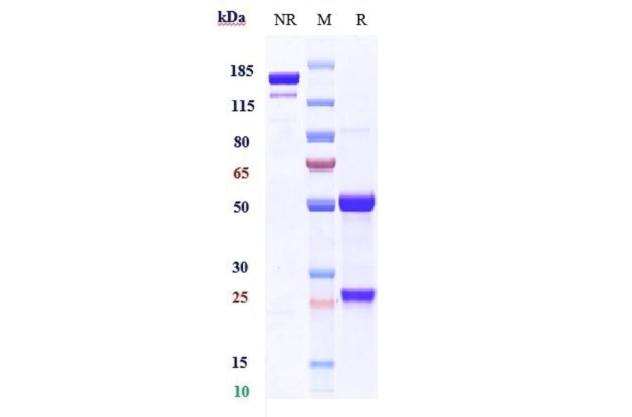 SDS-PAGE - Anti-Melanoma gp100 Antibody [Research Grade Biosimilar] - Low endotoxin, Azide free (A323865) - Antibodies.com