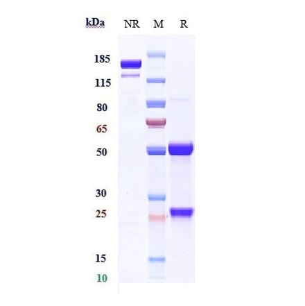 SDS-PAGE - Anti-Melanoma gp100 Antibody [Research Grade Biosimilar] - Low endotoxin, Azide free (A323865) - Antibodies.com