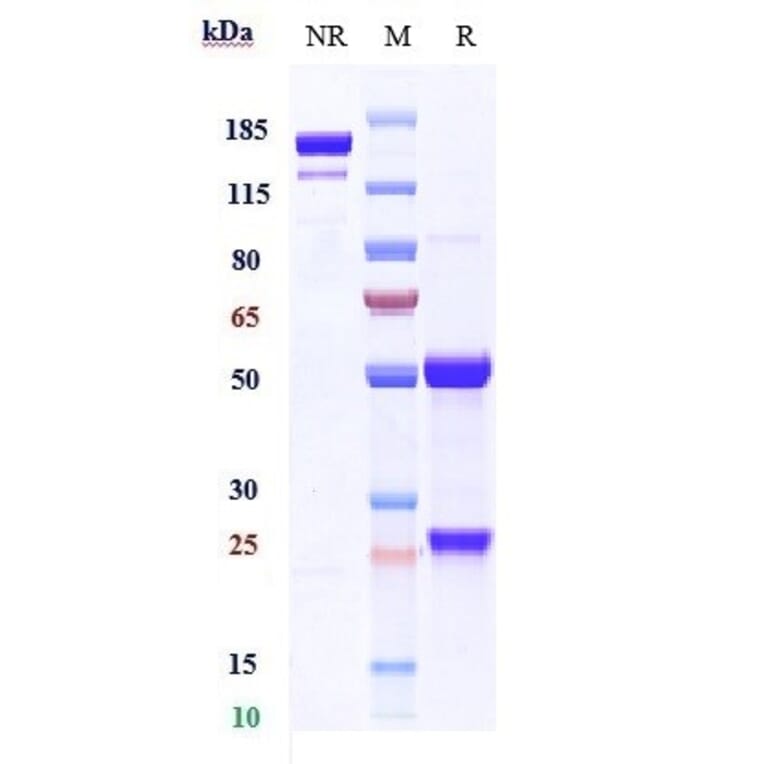 SDS-PAGE - Anti-Melanoma gp100 Antibody [Research Grade Biosimilar] - Low endotoxin, Azide free (A323865) - Antibodies.com