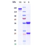 SDS-PAGE - Anti-Melanoma gp100 Antibody [Research Grade Biosimilar] - Low endotoxin, Azide free (A323865) - Antibodies.com