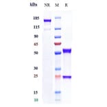 SDS-PAGE - Anti-uPA Receptor/U-PAR Antibody [ATN-658] - Low endotoxin, Azide free (A323866) - Antibodies.com
