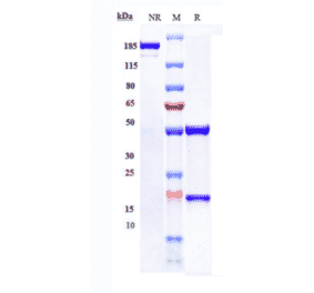 SDS-PAGE - Anti-xCT Antibody [Research Grade Biosimilar] - Low endotoxin, Azide free (A323867) - Antibodies.com
