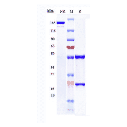SDS-PAGE - Anti-xCT Antibody [Research Grade Biosimilar] - Low endotoxin, Azide free (A323867) - Antibodies.com