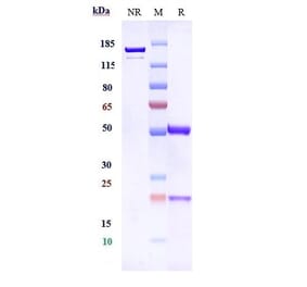 SDS-PAGE - Anti-5T4 Antibody [PF-06263507] - Low endotoxin, Azide free (A323871) - Antibodies.com