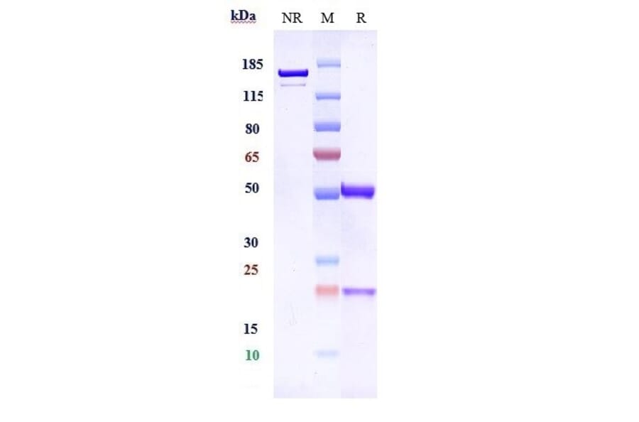 SDS-PAGE - Anti-5T4 Antibody [PF-06263507] - Low endotoxin, Azide free (A323871) - Antibodies.com