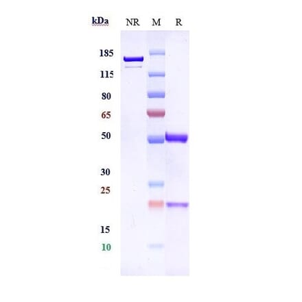 SDS-PAGE - Anti-5T4 Antibody [PF-06263507] - Low endotoxin, Azide free (A323871) - Antibodies.com