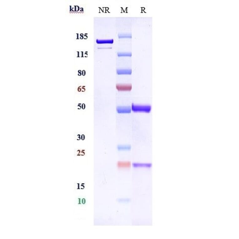 SDS-PAGE - Anti-5T4 Antibody [PF-06263507] - Low endotoxin, Azide free (A323871) - Antibodies.com