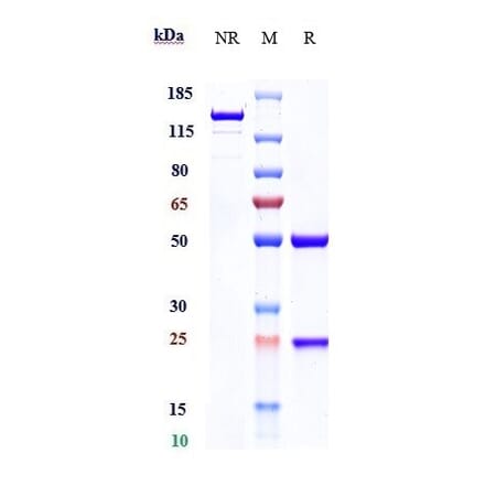 SDS-PAGE - Anti-5T4 Antibody [ASN004] - Low endotoxin, Azide free (A323872) - Antibodies.com