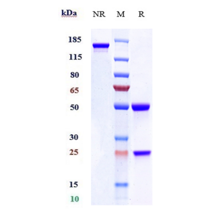 SDS-PAGE - Anti-Activin Receptor Type IA Antibody [DS-6016a] - Low endotoxin, Azide free (A323875) - Antibodies.com