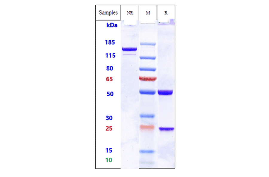 SDS-PAGE - Anti-ADAM9 Antibody [IMGC936] - Low endotoxin, Azide free (A323878) - Antibodies.com