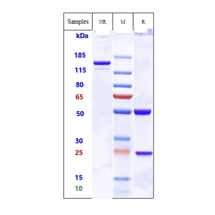 SDS-PAGE - Anti-ADAM9 Antibody [IMGC936] - Low endotoxin, Azide free (A323878) - Antibodies.com