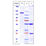 SDS-PAGE - Anti-ADAM9 Antibody [IMGC936] - Low endotoxin, Azide free (A323878) - Antibodies.com