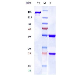 SDS-PAGE - Anti-Adenosine Receptor A2a Antibody [3F6-9G5] - Low endotoxin, Azide free (A323879) - Antibodies.com