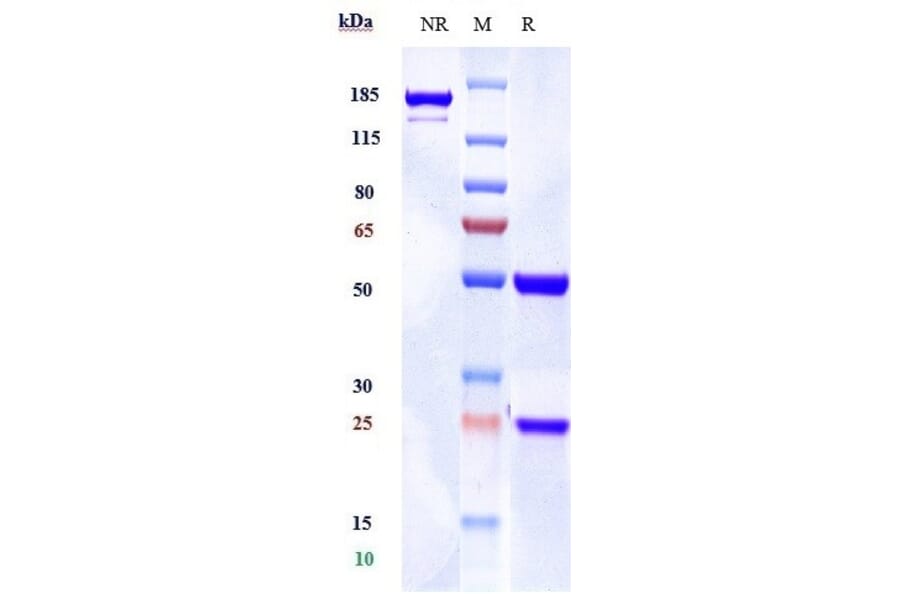 SDS-PAGE - Anti-Adenosine Receptor A2a Antibody [3F6-9G5] - Low endotoxin, Azide free (A323879) - Antibodies.com